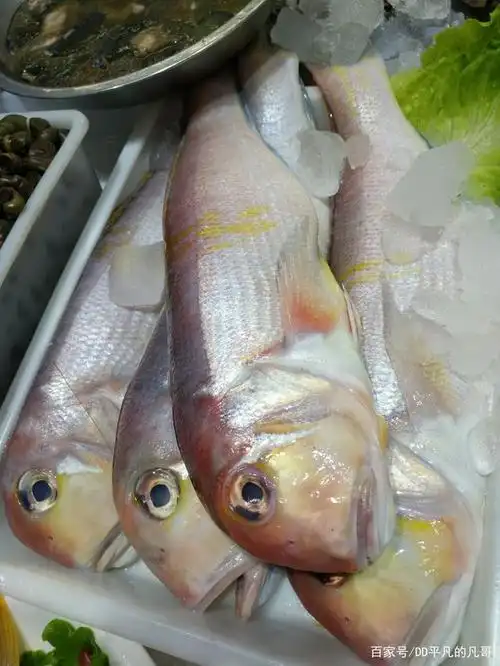 马头 马头 马头鱼