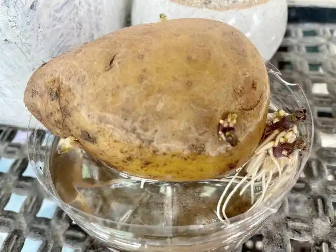 08土豆水培转土培