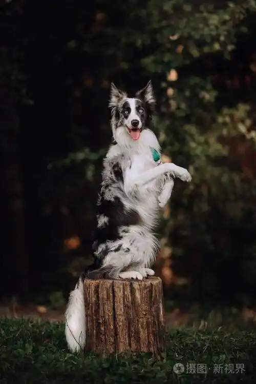 蓝梅勒边境牧羊犬在耍花招