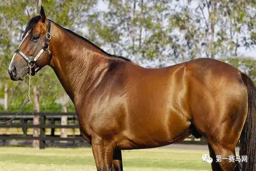 数一数谁是最强的世界纯血种公马