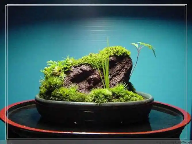 青苔盆景 - 老街一兵 - 老街一兵