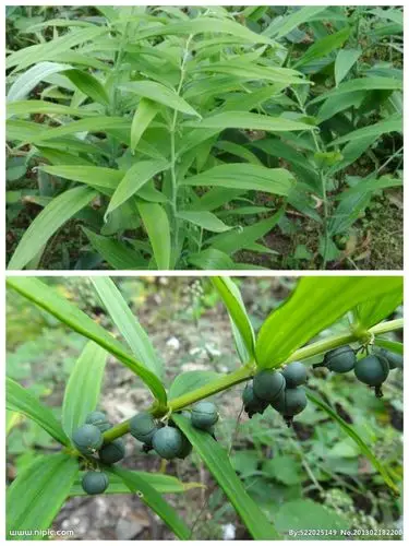 鸡头参【黄精】干果,轻身延年益寿.