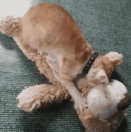 被猫咪踩奶才是养猫的最大乐趣,不服憋着!_网易订阅