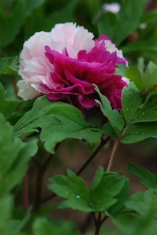 【双色牡丹】牡丹名贵稀有品种"二乔"