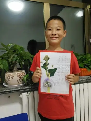 看,这是我做的手工――植物标本