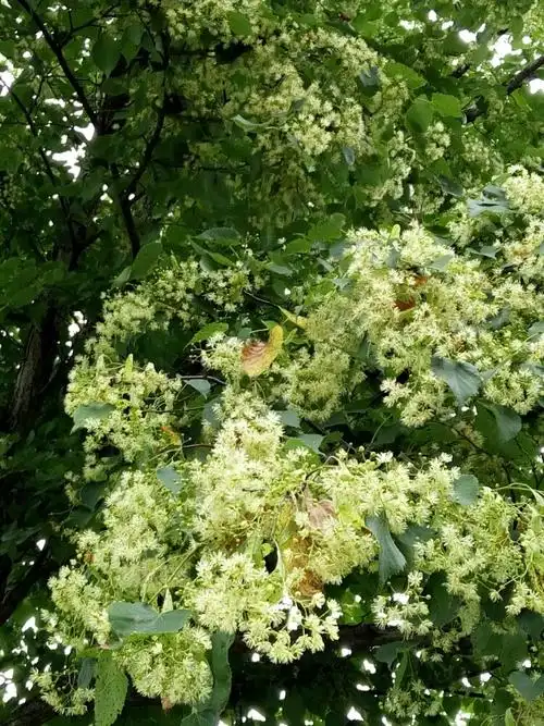 带你走进咱家的蜂场,告诉你椴树蜜的来源,花粉的采集,还有蜂巢蜜知识!