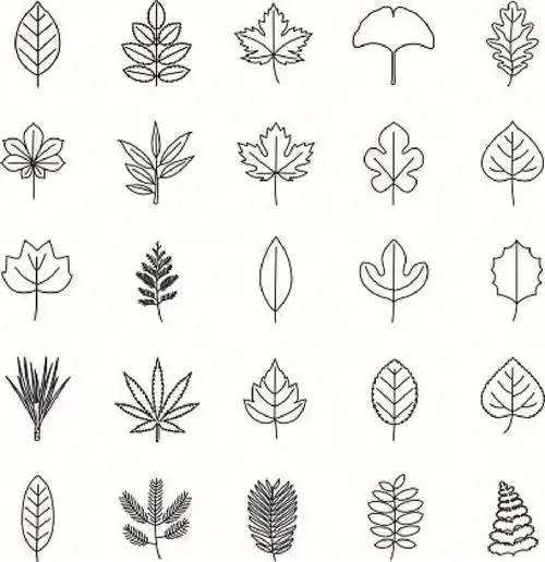 09简笔画教程美丽的落叶简笔画分享