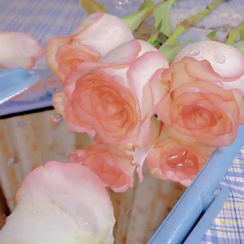 优质背景图,鲜花主题