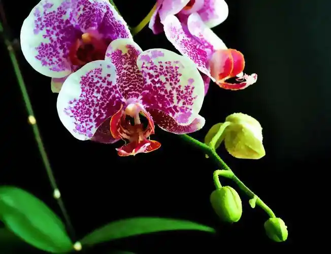 精美蝴蝶兰盆景