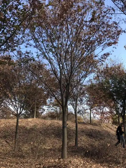 [红榉批发]红榉价格1700元/棵 - 惠农网