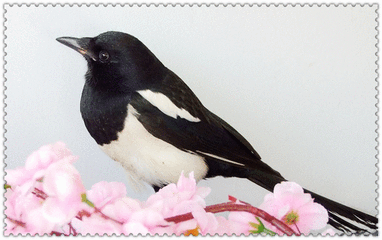 9月喜鹊闹门,果然喜事降临,财运一飞冲天的生肖!