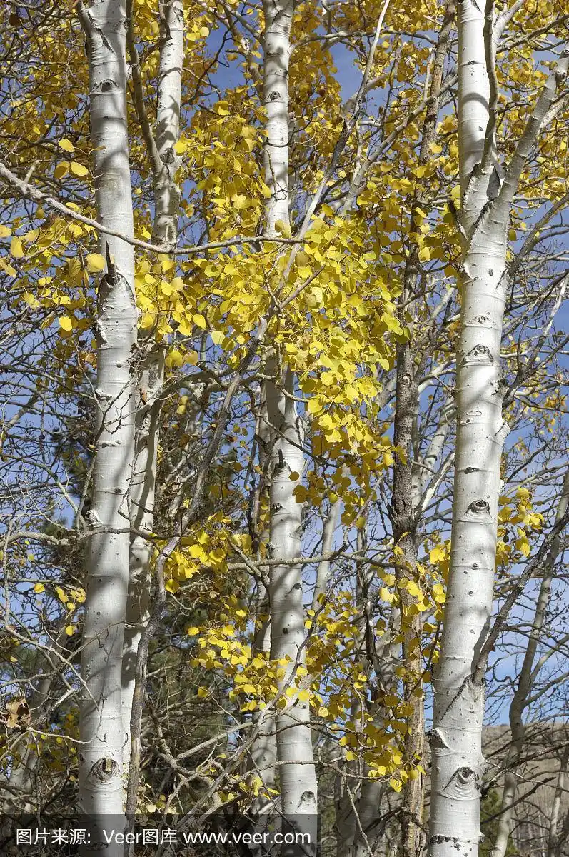 秋天的白杨树叶在树上
