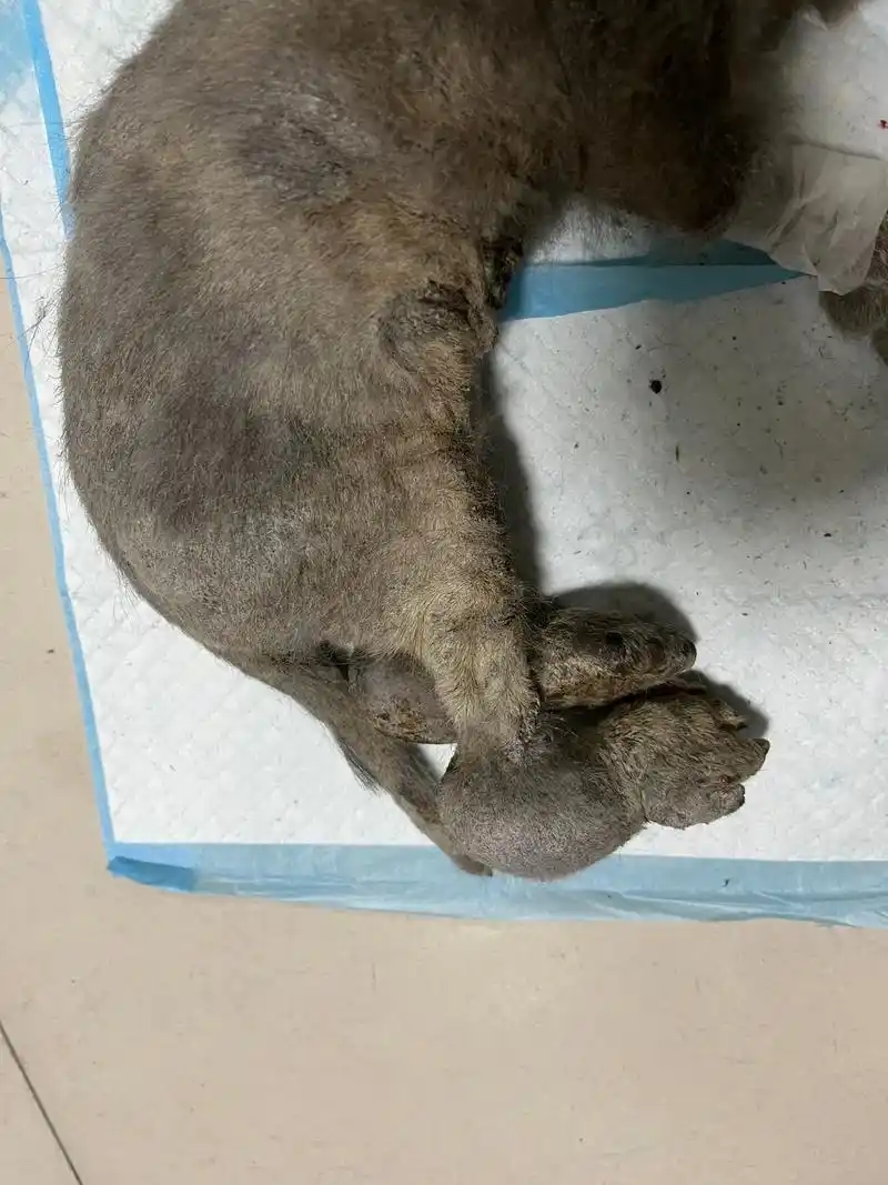 折耳猫发病.今天在医院看见一只折耳蓝猫  全身瘦弱痛苦的哀嚎 - 抖音