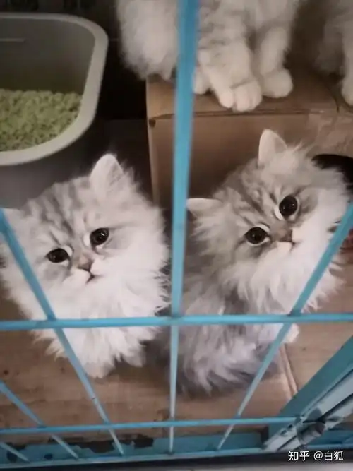 金吉拉和银渐层配出来的猫是什么样的呢? - 知乎