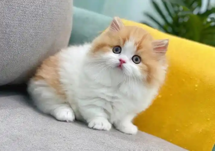 精品拿破仑矮脚橘白妹妹甜到你心