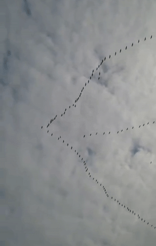 王海龙原创 大雁南