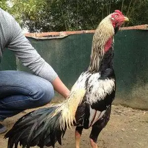 纯种越南鬼子斗鸡种蛋中原斗鸡受精种蛋泰国缅甸比赛用斗鸡受精蛋