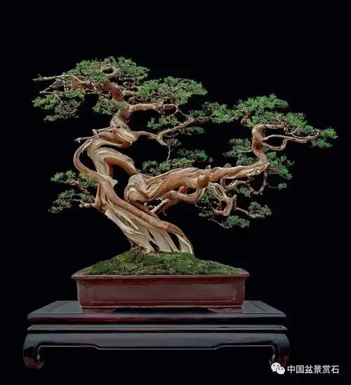 展讯|追梦彩云南——2017年昆明"世博杯"中国盆景艺术精品邀请展