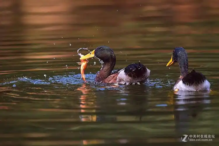 鸭子食鱼1