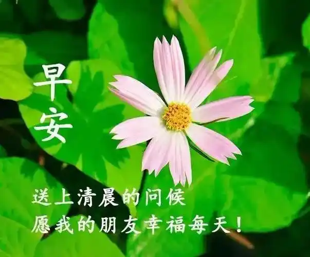 早晨好最新出的问候早安图片配文字,唯美早安问候祝福表情