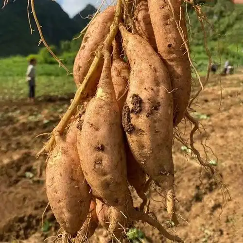 贵州特产紫云红心红薯农家当季新鲜番薯地瓜番薯