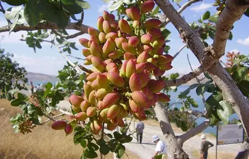 开心果的主要产地及其加工工艺