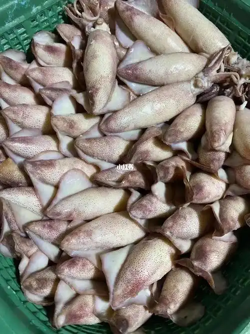 09尼饭/熟膏鱿】每一个都是煮熟后精选出来带膏带籽的膏鱿鱼09