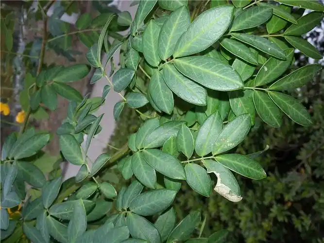 偶数羽状复叶,小叶2-3对,矩圆状披针形,长2.5— 5cm.