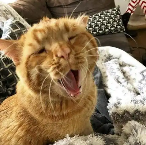 悲伤那么大表情包橘猫(悲伤猫的图片表情包)