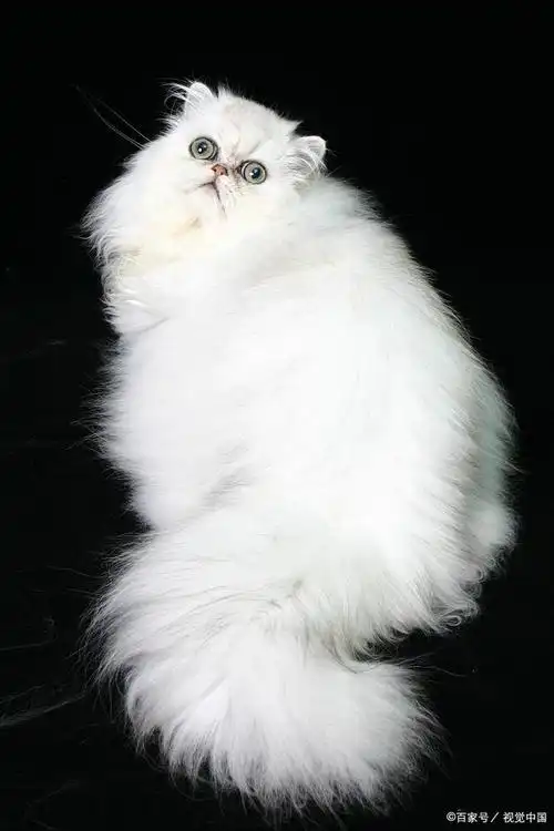 解析金吉拉猫的优缺点:选择金吉拉猫前的必读指南