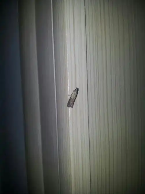 最近厨房出现很多小飞蛾