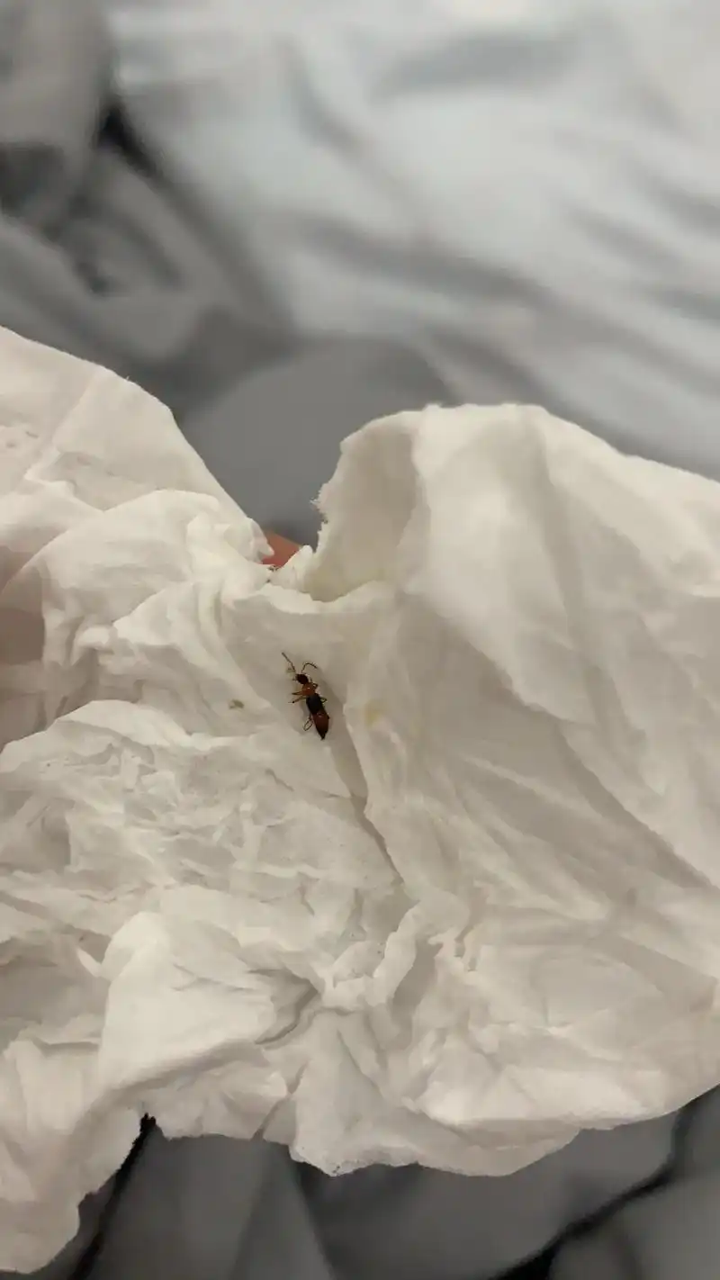 还好在抖音上看过这种虫子91.