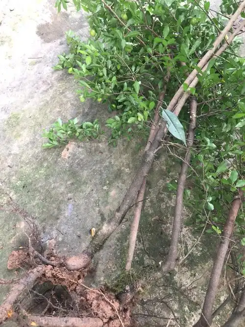 巴中附近野树可以卖钱了大量收金弹子树