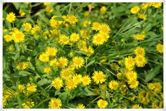 旋覆花的主要功效有哪些(旋覆花对女性的身体好处)