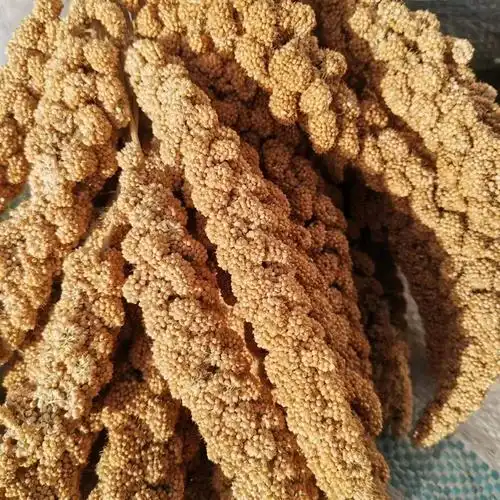 新谷穗天然小米穗鹦鹉零食带壳谷子鸟粮仓鼠粮饲料逗鼠棒造景装饰