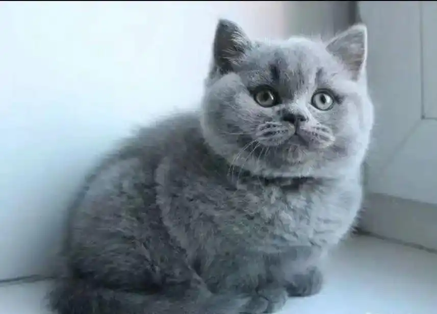 俄罗斯蓝猫.#毛茸茸 #猫咪 #英短 #萌宠出道计划 #记录 - 抖音