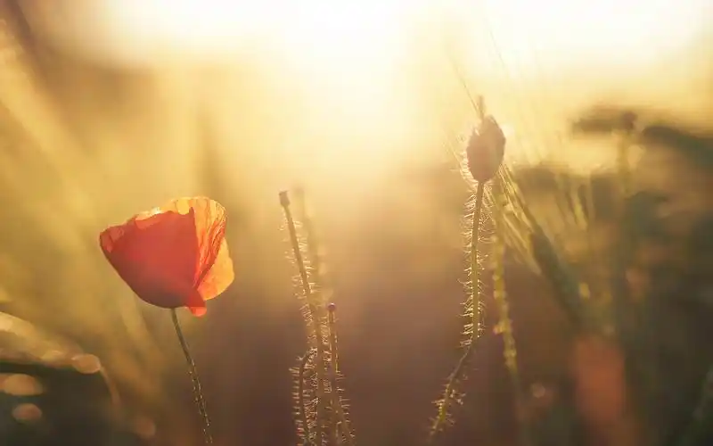 洒下温暖阳光桌面壁纸