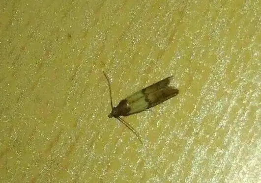 米蛾怎么彻底清除,用什么方法可以消除泡沫图11