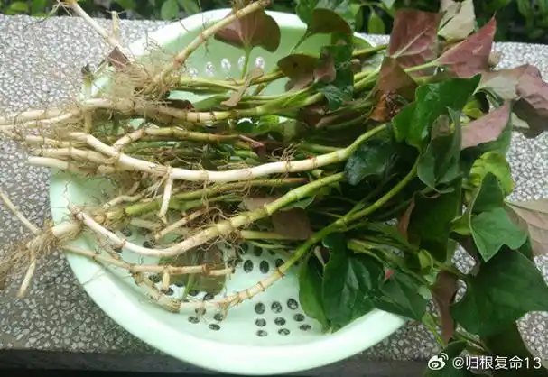 论道岐黄##国医的精诚力量##健康养生##中医养生