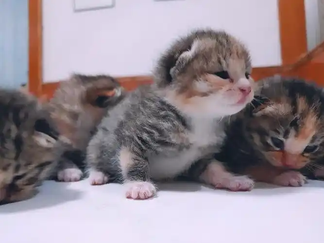 领养| 狸花幼仔猫