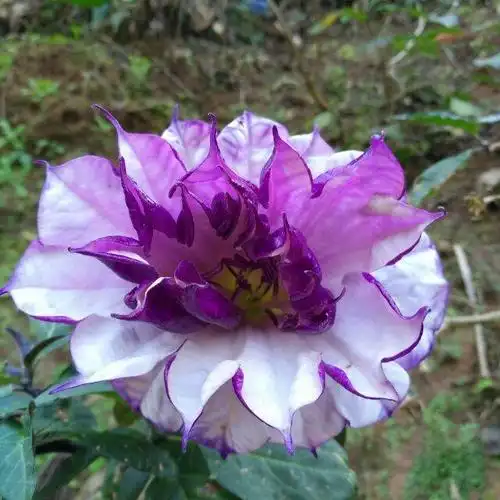 紫色曼陀罗. 来自 转转