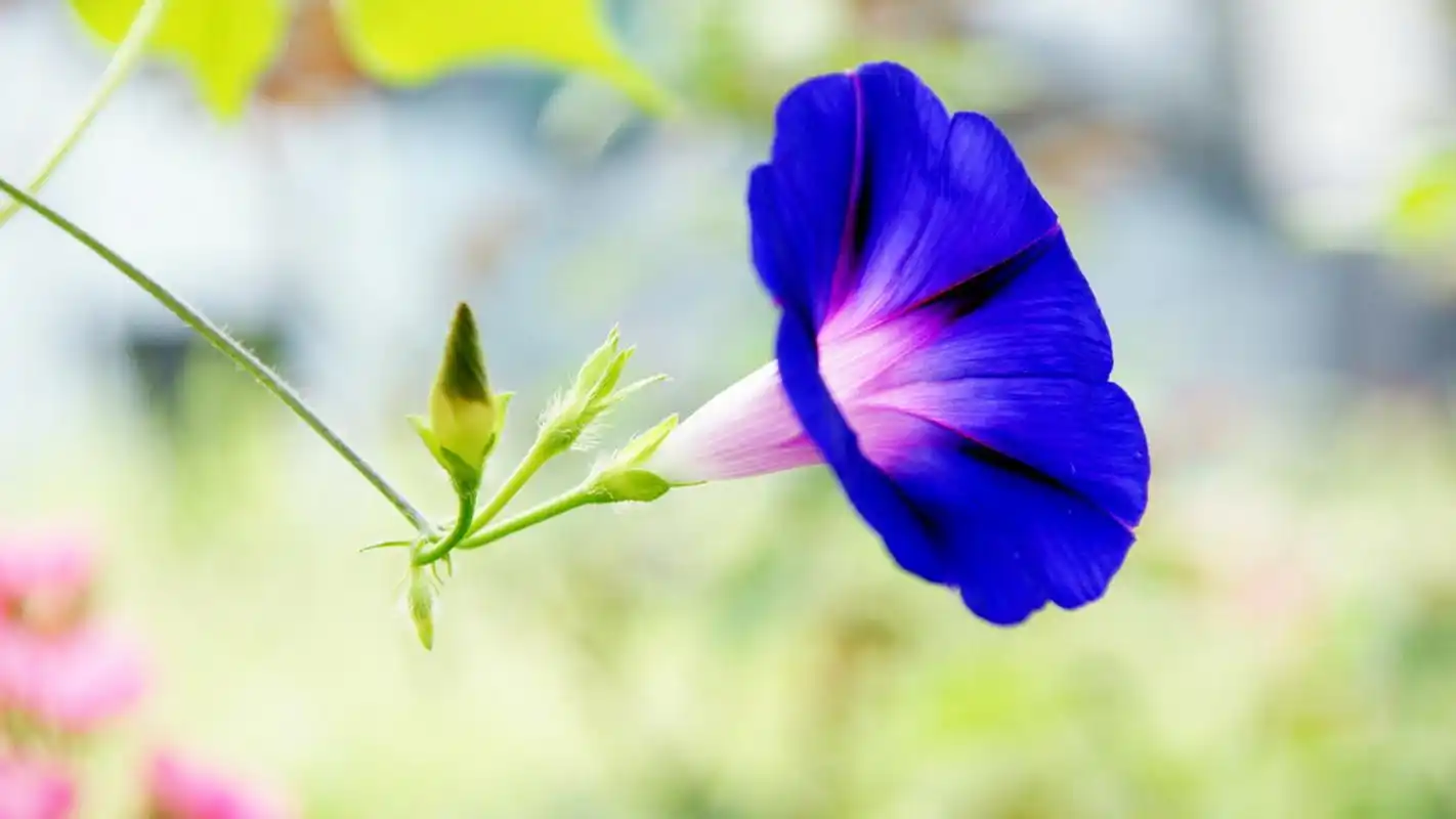 唯美紫色牵牛花图片电脑壁纸高清大图预览1920x1080_植物壁纸下载_美