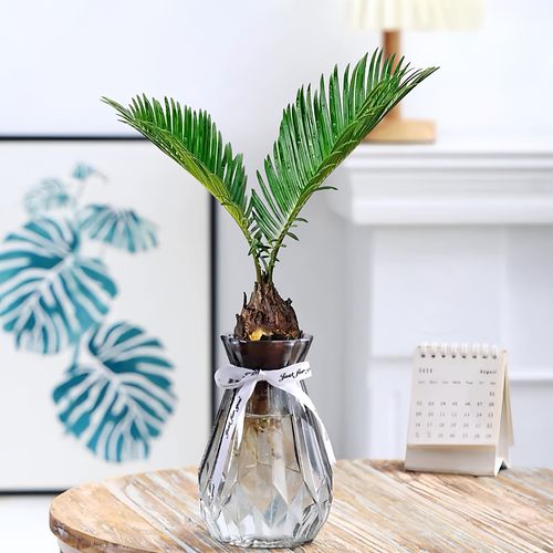 水培植物室内好养活苏铁树办公桌面小盆栽四季常青苔藓球水养绿植