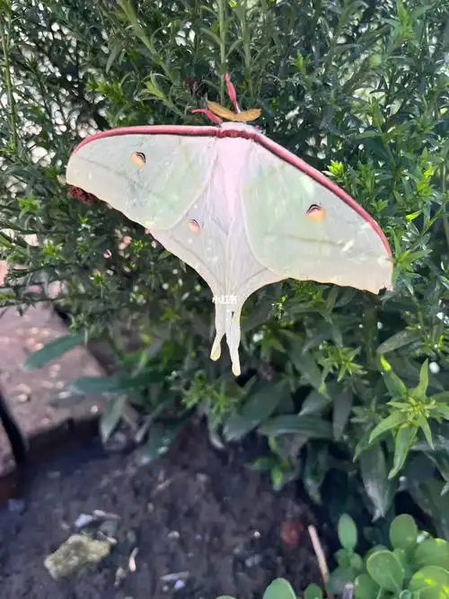 我爸说他小时候经常看到,我以为这种这么大的蛾子只能在小红书上刷到