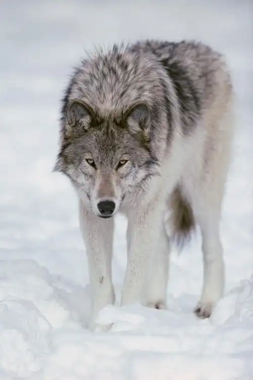 无人,站,竖图,室外,白天,正面,旅游,度假,美景,雪,大雪,狼,野生动物