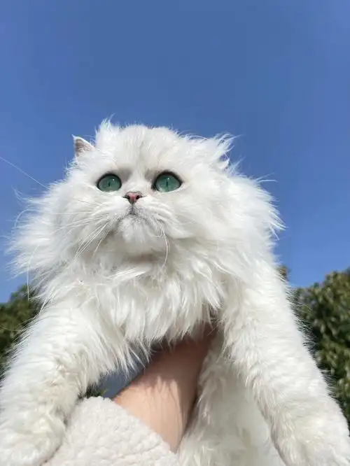 我的喵喵你也太好看了吧#金吉拉猫  #猫咪日常  #我的猫