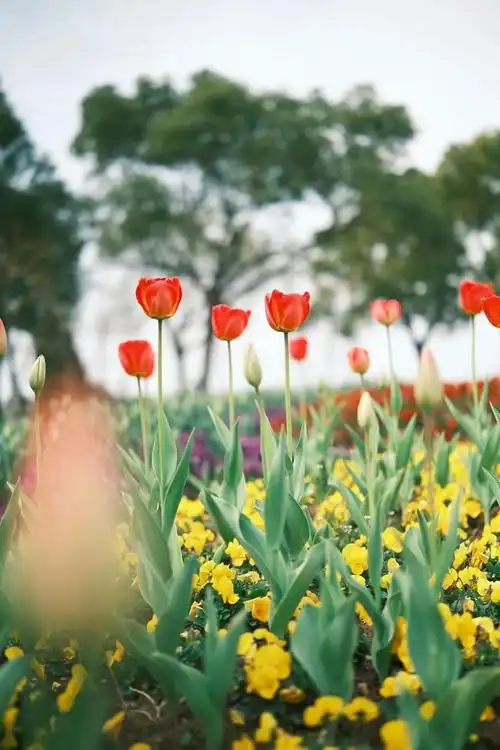 万株郁金香盛开!首个踏青学生团欢乐来袭 共赏春光!凤凰网宁波_凤凰网
