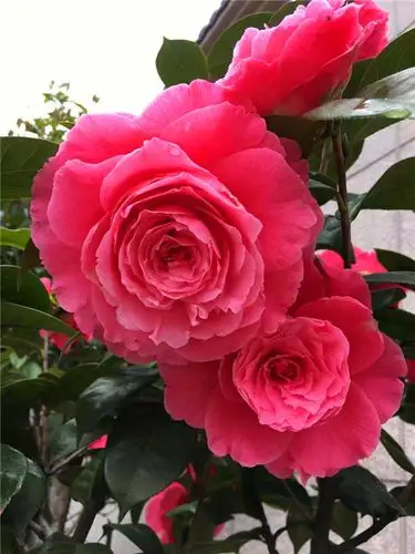 新品种名贵山茶花情人节巨型云南茶花纯色复色阳台绿植