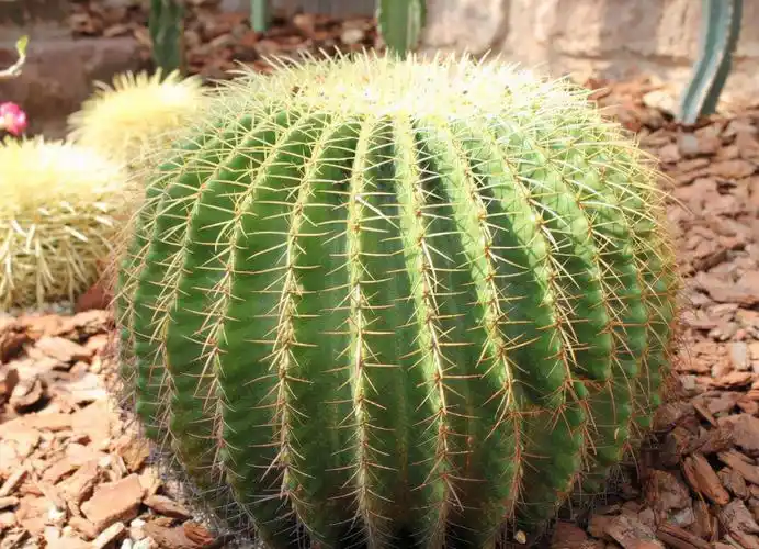 小知识不开花的植物有哪些耐旱又好养的不开花绿植品种