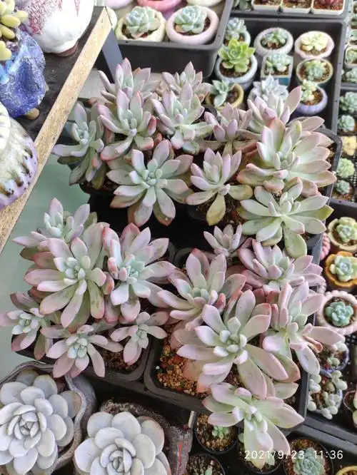 奥普的半年蜕变